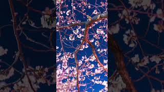 夜桜。#オリジナル曲 #オリジナルソング 音楽素人がGarageBandでオリジナル曲作りました。