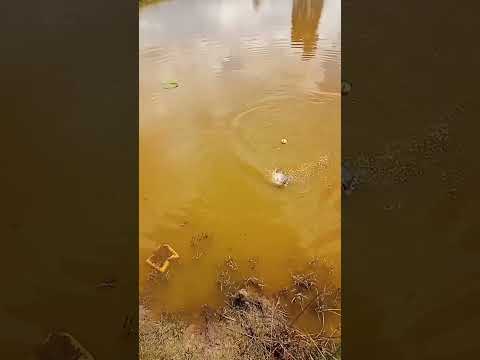 só tilápia de quilo no sítio em Candido de Abreu PR