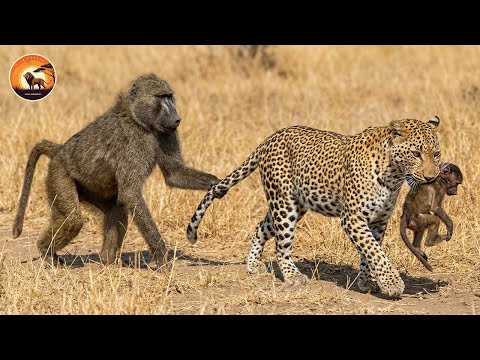 The Ruthless Life of the Wild Savanna’s Deadliest Predators | Wild Animals Full Episode