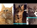Time Warp Scan Pets TikTok Compilation 2022 JoysPets