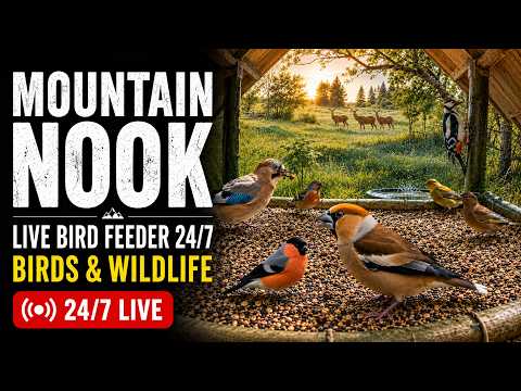 Live webcam view of Mountain Nook Bird Feeder