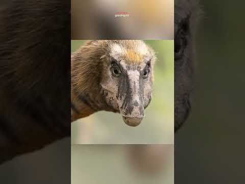 How a T-Rex really look like in real life #shorts #trex