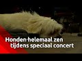 Honden worden zen van speciale Spaanse hondenmuziek
