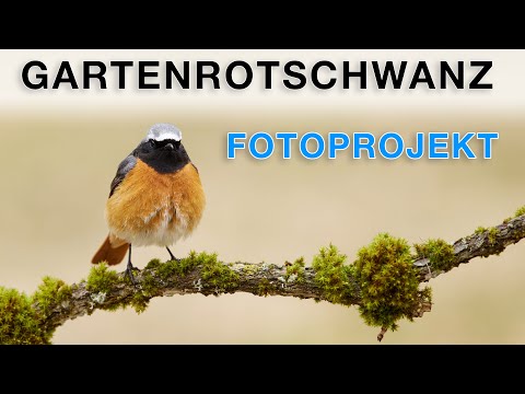 Gartenrotschwanz fotografieren - Vogelfotografie Projekt erklärt