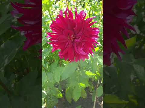 Botanischer Garten Köln/ Deutschland.. Música FLOWERS IN THE PARK de Erich W Lang