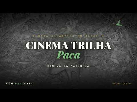 Fauna selvagem em habitat natural — Cinema Trilha, Mata Atlântica, Santa Teresa ES