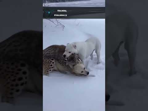 PART 2. The lynx couldn't escape drowning 😔 #lynx #dogoargentino #shorts