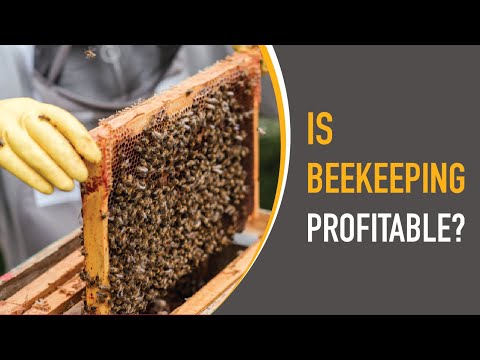 Is Potato Farming Profitable