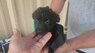 Video preview image #1 Cairn Terrier Puppy For Sale in Bandera, TX, USA