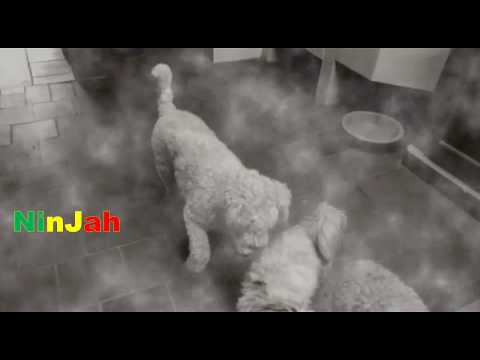 Tetra Hydro K Meets Brainless - Ram Dance Master [THK Remix]