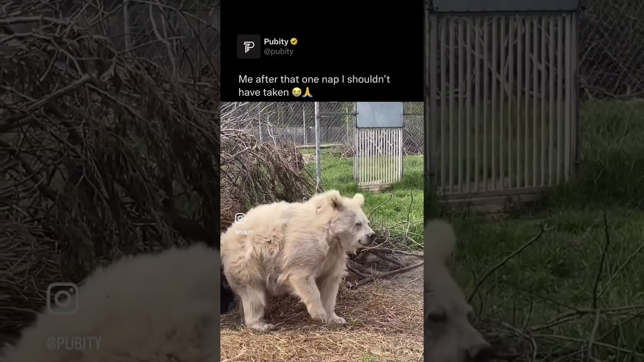 “Wake up, jumped out my bed!” #Snoopvoice 🤣