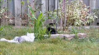 Buddhist Cat - wait for it