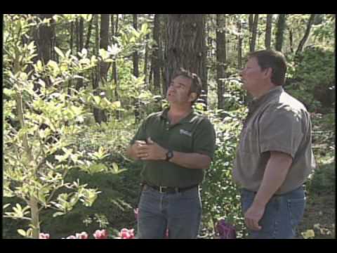 Pruning Star Magnolia