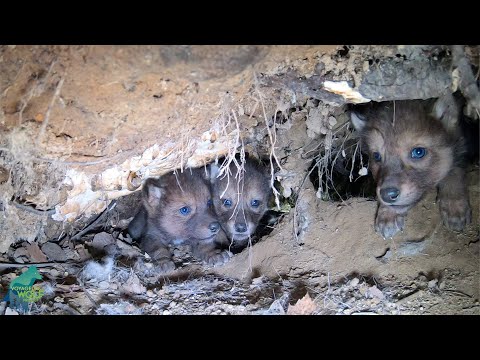 First look inside a wild wolf den