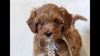 Video preview image #1 Cavapoo Puppy For Sale in NEWMANSTOWN, PA, USA