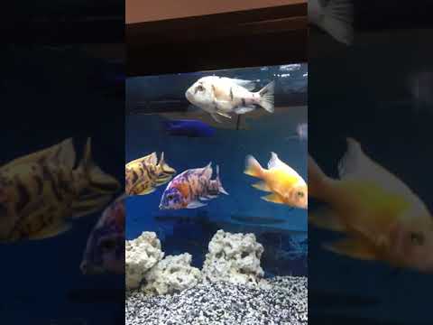 Althaus-Reid Lecture Part 1