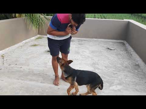 🤩🤩Kisika hein aaisa trained Shepherd 3.5mahine ka