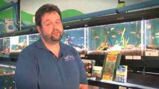 How to Get Rid of Algae in Your Fish Tank