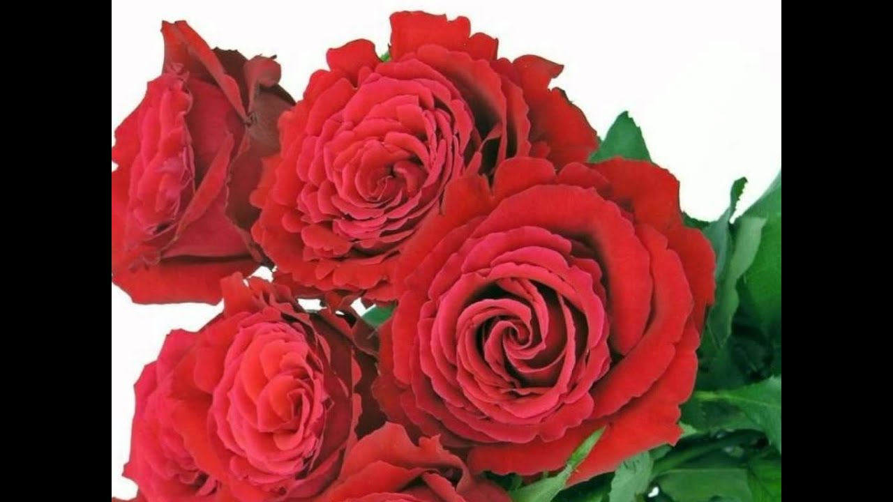 Naam Kya Hai (Title) Lyrics  | Naam Kya Hai | Amitabh Bachchan Corporation Ltd | Alka Yagnik, Udit Narayan | Anand Shrivastav, Milind Shrivastav