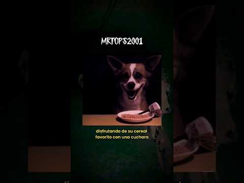 🇲🇽 In Mexico there are dogs that act like humans #dogs #animals #terrortiktok #short