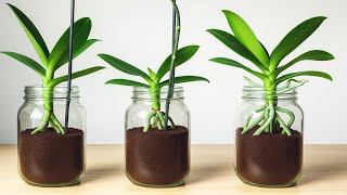 Just Coffee! And orchids blooming like crazy all 4 seasons