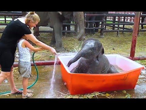 Süße und Lustige Tiervideos ( Teil 39) || ✪ Stern DuTube