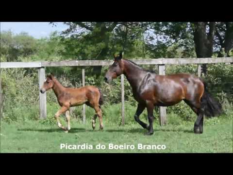 Picardia do Boeiro Branco