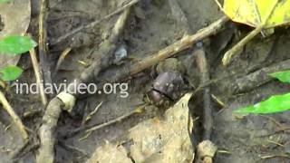 Dung Beetle, Uttarakhand 