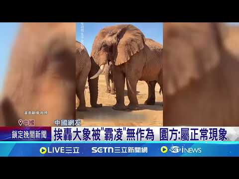 上海動物園爆動物霸凌 大象慘被同伴攻擊 大象霸凌不只一起 專家:非洲象不適合養│記者 盧睿鋐｜國際關鍵字20250626│三立iNEWS