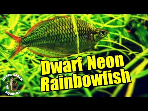 "Dwarf Neon Rainbowfish" | The BEST Beginner Rainbowfish