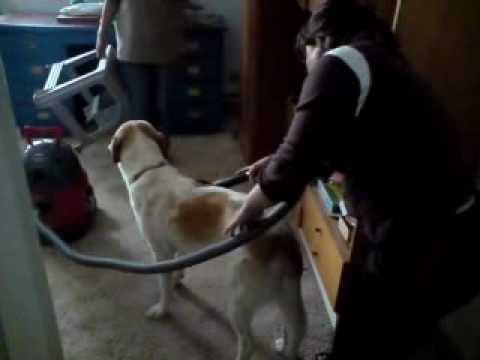 Whiskey gets a vacume Part 1