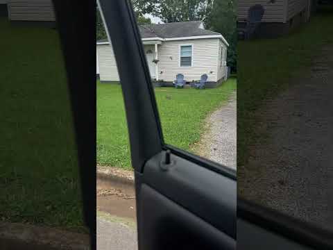 American Kestrel strikes invasive European Starling!