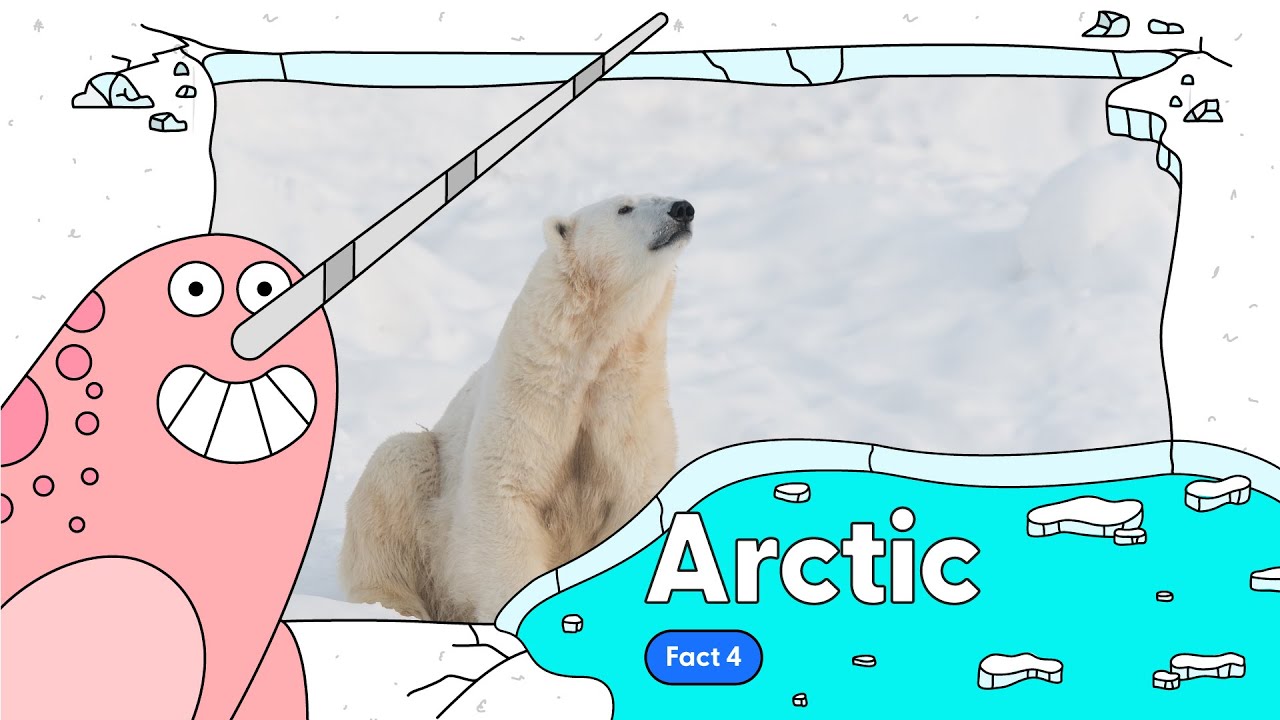 Arctic Fact 4