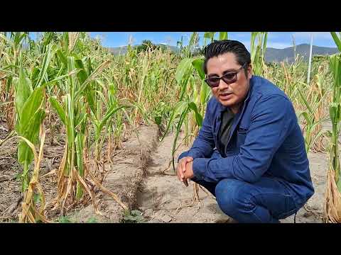 Maíz en Valles Centrales, Oaxaca: beneficios de cero labranza durante sequía