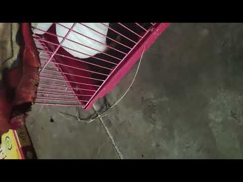 #pet #funny ginia sound