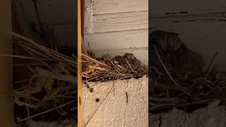 That Side Eye! Momma Dove sitting with her babies #birdwatching #babybirds #sideeye