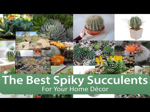 , title : 'The Best Spiky Succulents For Your Home Décor'