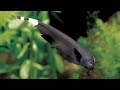 Ikan Hias Hitam Mirip Belut