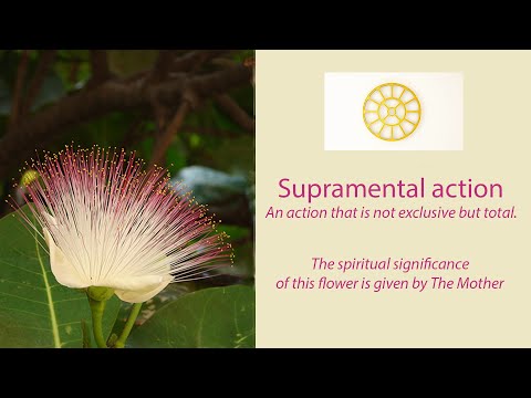 " Supramental action"  ( The spiritual significance of this flower is given by the Mother)