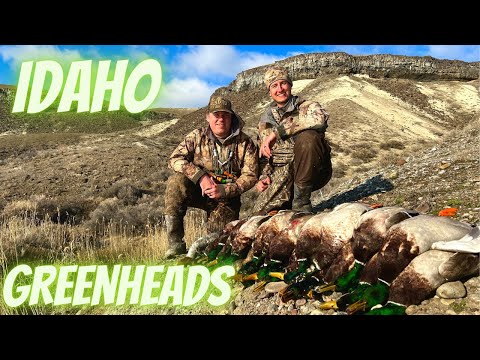 LIMITS of IDAHO MALLARDS  | Late Season Public Land Duck Hunting