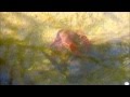 Crayfish in Creeks and Cesspools, San Diego, California