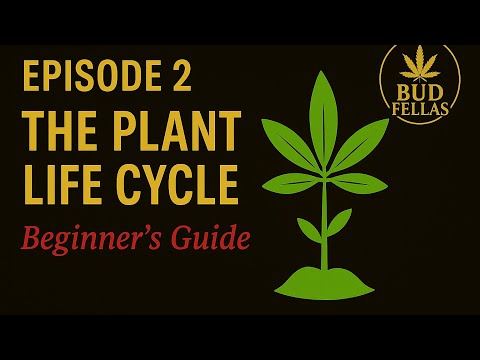 From Seed to Harvest: The Cannabis Plant’s Full Life Cycle 🌱➡🌳