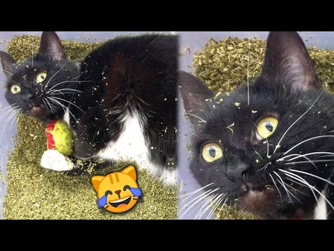 Funny Cats React to Catnip 2021 TikTok Compilation 🙀 | Cat 2021 | JoysPets