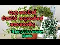 Mal Wagawa How To Grow Pothos Money Plants