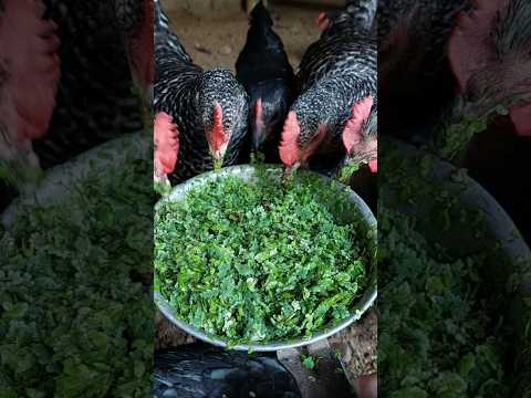 Memberi makan ayam kami dengan azolla #azolla #chicken #chickenfarming #buhayprobinsya #youtubeshorts