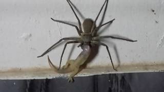 Big spider eating caste😲😲😲😲😲😲