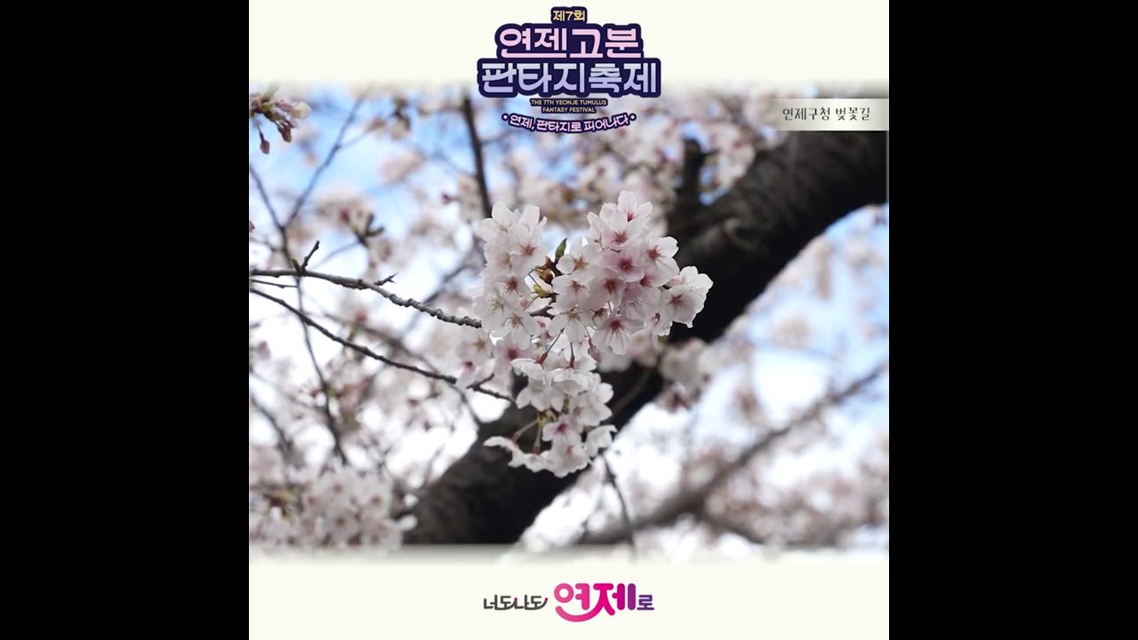 봄이 왔네요~ 벚꽃 보러 오세요 썸네일