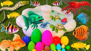 Colourful surprise eggs, crayfish, shark, angelfish, betta fish, goldfish, glofish tetra in the pool