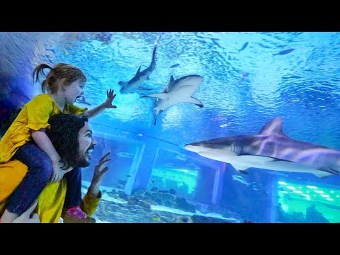 UNDERWATER BOX with SHARKS!! Adley played with Stingrays at Worlds Biggest Fish Aquarium in Utah! Video