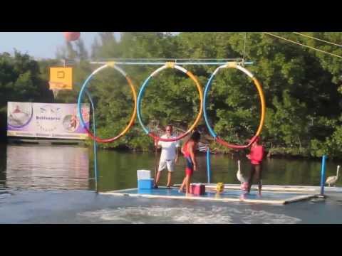 dolphins jumps thru hoops (hd)